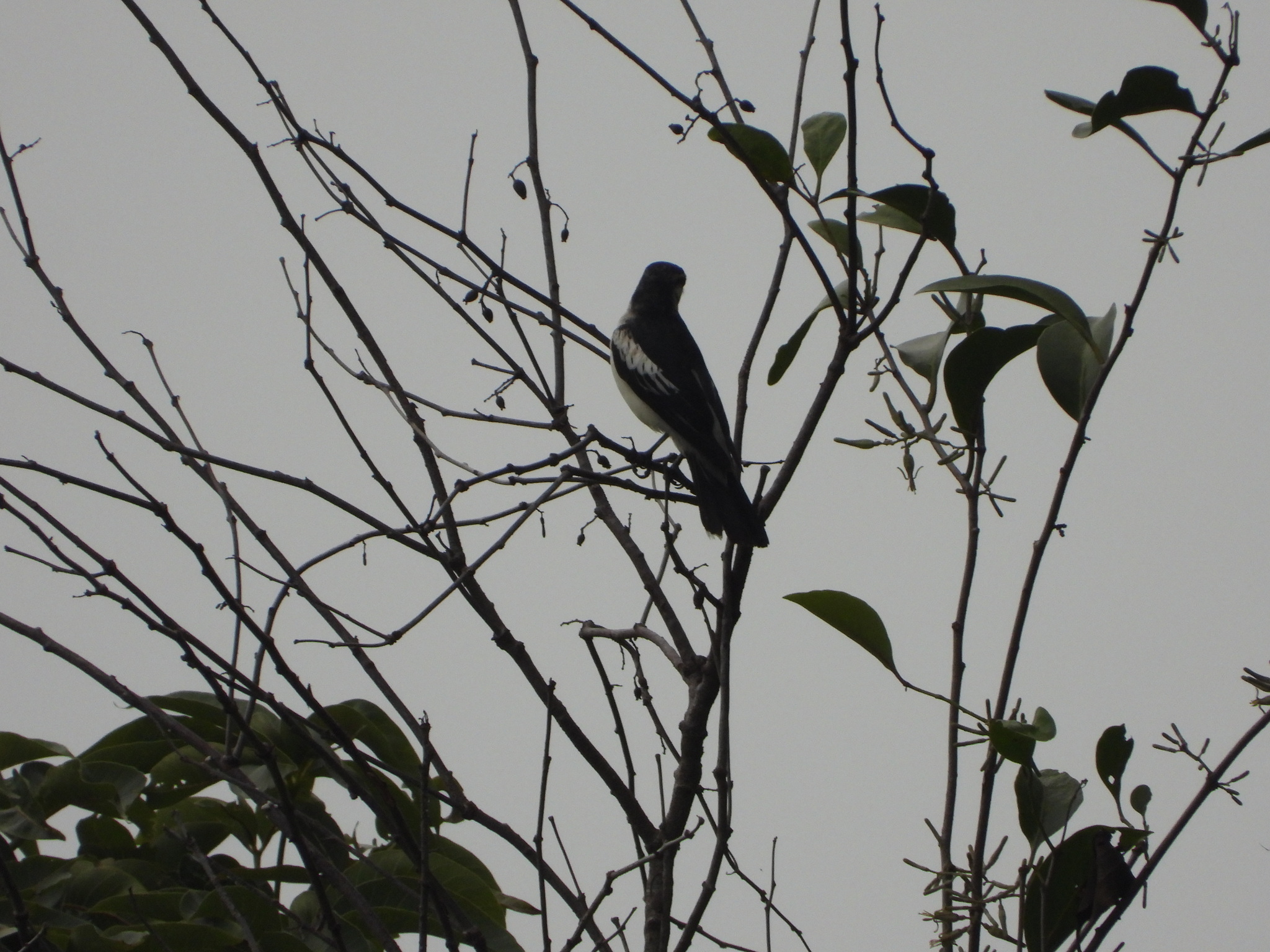 Pied Triller (Lalage nigra), photo 3