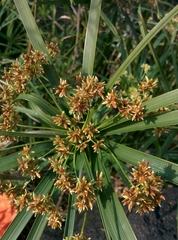 Cyperus alterniflorus