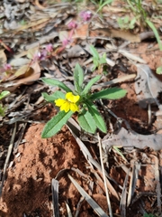 Goodenia sepalosa