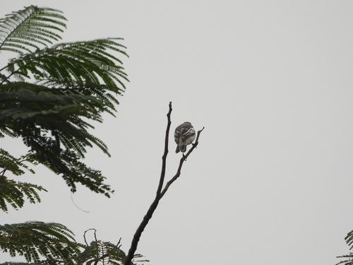 Pied Triller (Lalage nigra), photo 9