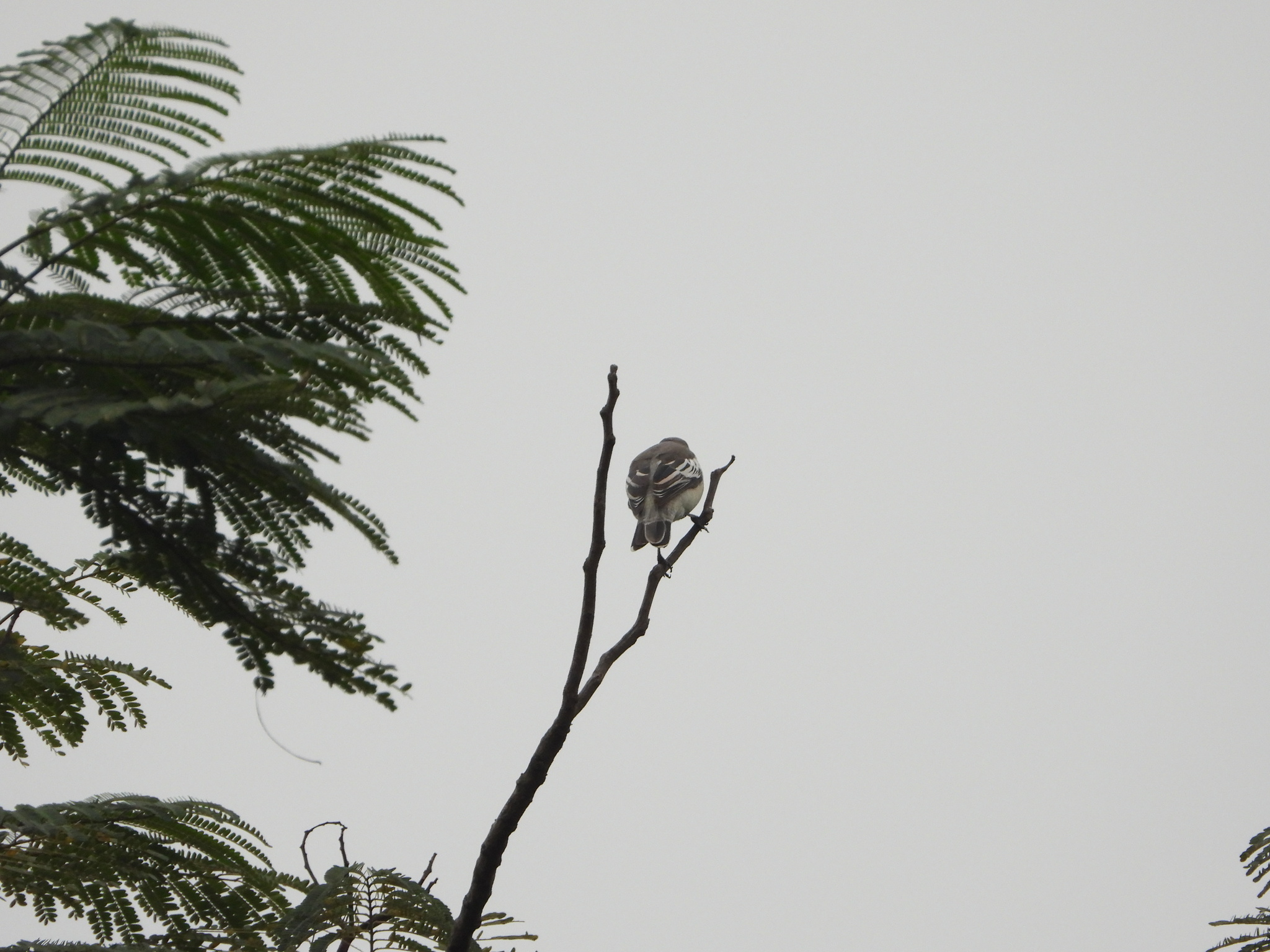 Pied Triller (Lalage nigra), photo 7