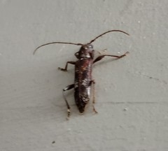 Phacodes