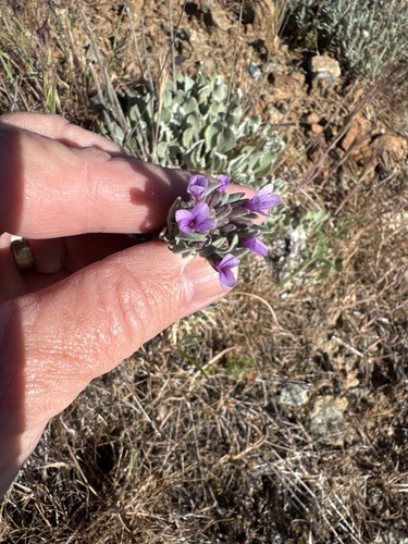 Klamath rockcress (Boechera subpinnatifida)