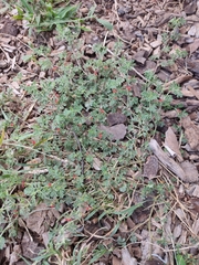 Indigofera linnaei