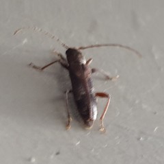 Phacodes