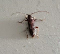 Phacodes