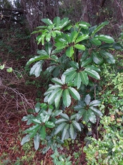 Heptapleurum actinophyllum