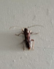 Phacodes