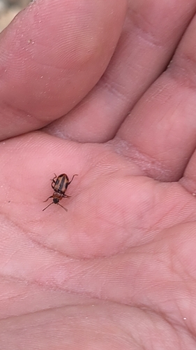 Ancylopus melanocephalus