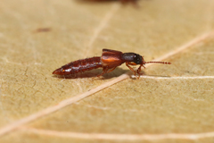 Manda mandibularis