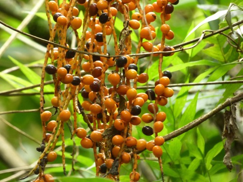 Cane Mill (Chamaedorea pinnatifrons)