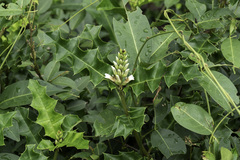 Acanthus ebracteatus