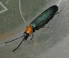 Ischnomera xanthoderes