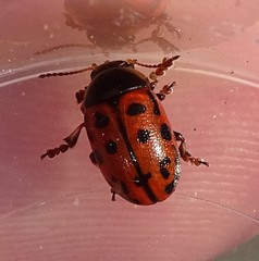 Gonioctena variabilis