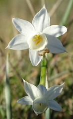 Narcissus dubius