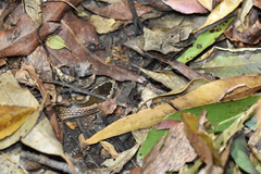 Cacophis squamulosus