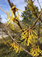 Hamamelis × intermedia