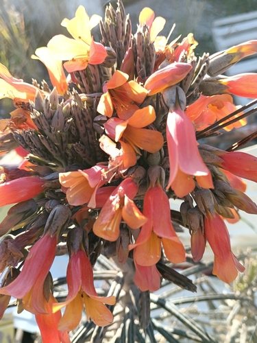 Chandelier Plant (Kalanchoe delagoensis)