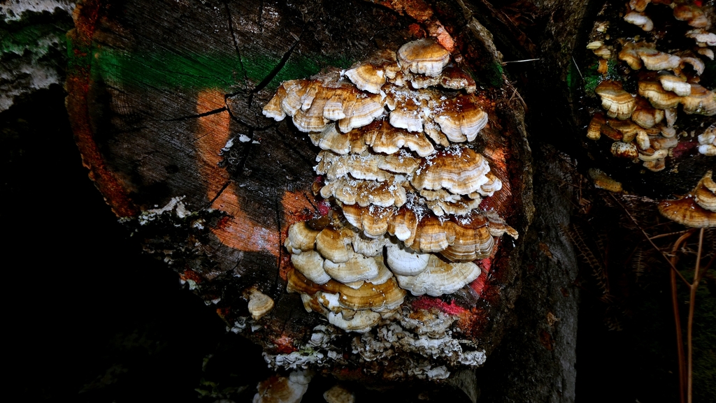 Trametes · April 2026 · photo: © patricklm35 (iNaturalist, cc0)