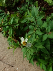 Bidens alba