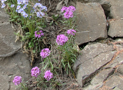 Erysimum pallasii
