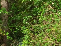 Heliconius charithonia