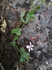 Pelargonium patulum