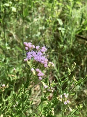Chromolaena hirsuta