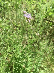 Chromolaena hirsuta