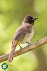 Pycnonotus barbatus tricolor