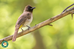 Pycnonotus barbatus tricolor