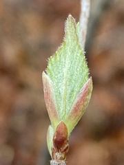 Viburnum rafinesqueanum