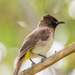 Northern Dark-capped Bulbul - Photo (c) Diogo Luiz, some rights reserved (CC BY-SA), uploaded by Diogo Luiz
