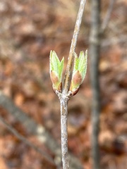 Viburnum rafinesqueanum