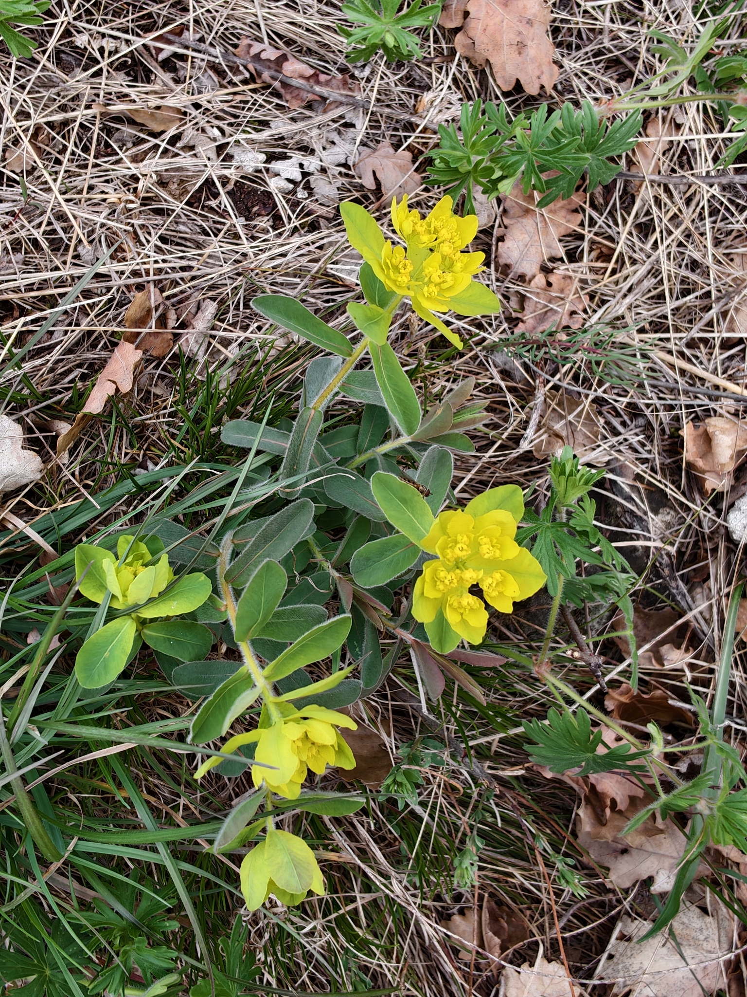 Beispielbild: Gold-Wolfsmilch (Euphorbia epithymoides)