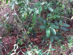 Heptapleurum actinophyllum