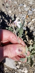 Solanum elaeagnifolium
