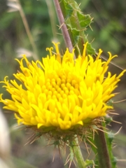 Berkheya carduoides