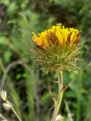 Berkheya carduoides