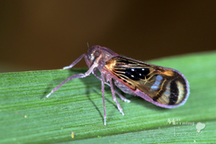 Pintalia constellaris