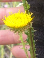Berkheya carduoides