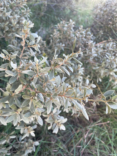 Bluebush