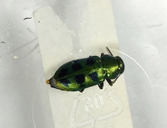 Knowltonia calida
