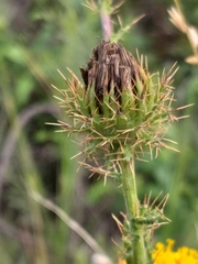 Berkheya carduoides
