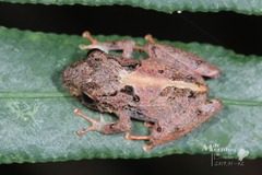Pristimantis bicantus
