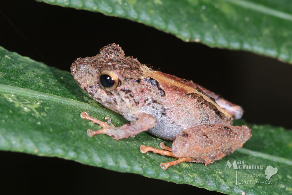 Two-note Rainfrog (Pristimantis bicantus)