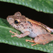 Pristimantis bicantus - Photo (c) MaoMorning Yip, some rights reserved (CC BY-NC), uploaded by MaoMorning Yip