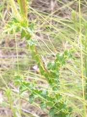 Berkheya carduoides