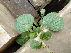 Coleus monostachyus