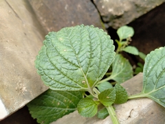 Coleus monostachyus